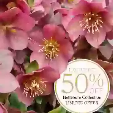 Half-Price Hellebore Collection